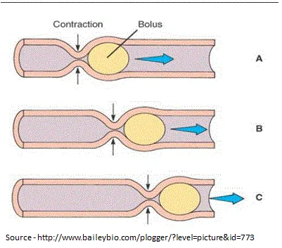 Mechanism of Peristalsis